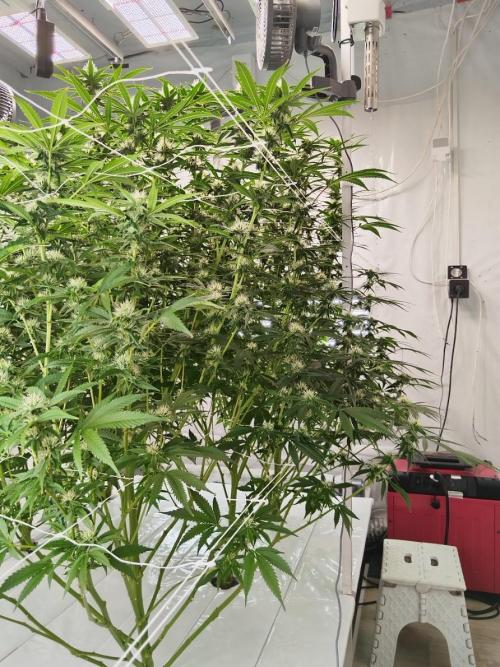 Candy Kush @ Nirvana Seeds. Week 12 - Flowering W4 D4
