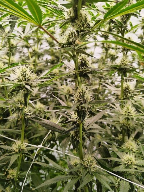 Candy Kush @ Nirvana Seeds. Week 12 - Flowering W4 D4
