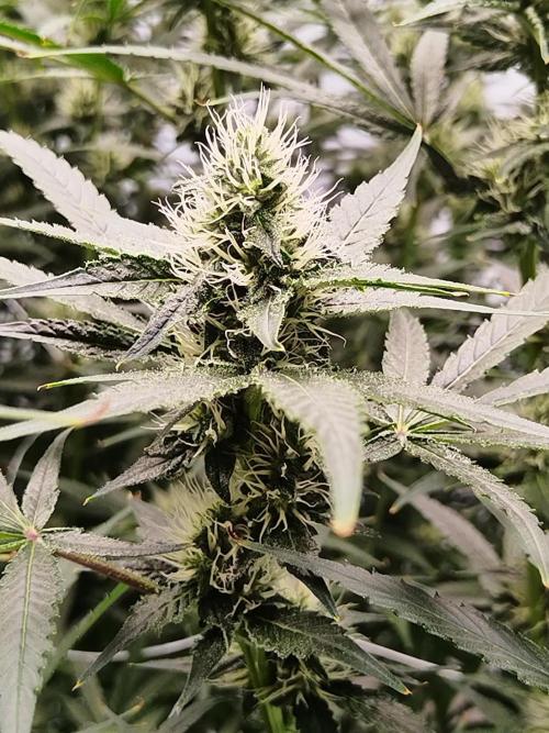 Candy Kush @ Nirvana Seeds. Week 12 - Flowering W4 D4
