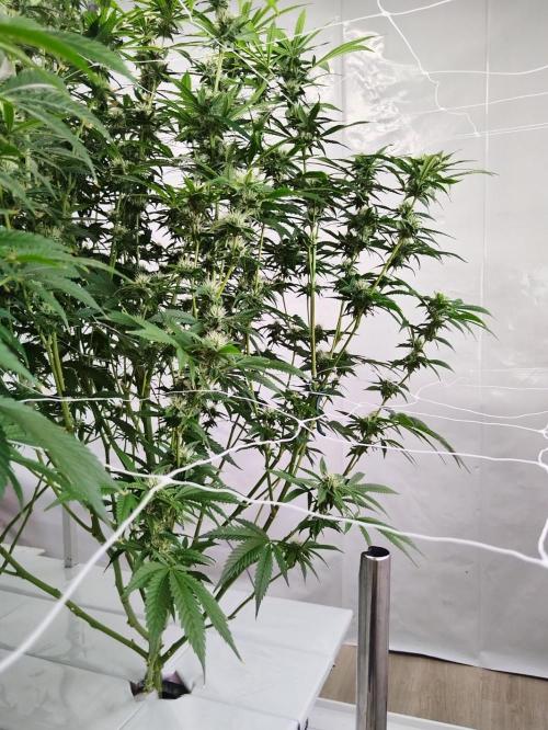 Candy Kush @ Nirvana Seeds. Week 12 - Flowering W4 D4
