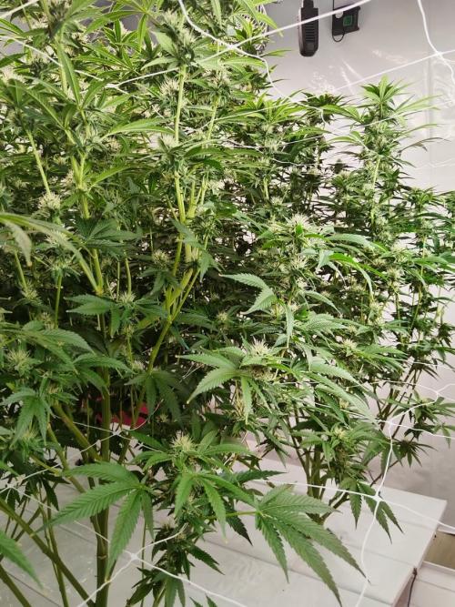 Candy Kush @ Nirvana Seeds. Week 12 - Flowering W4 D5
