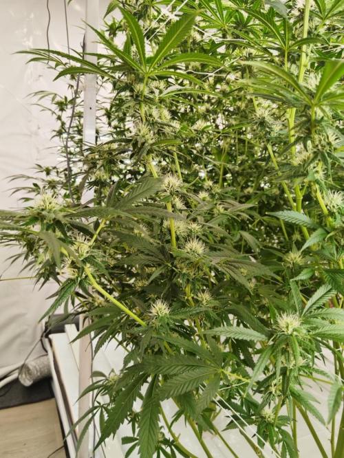 Candy Kush @ Nirvana Seeds. Week 12 - Flowering W4 D5
