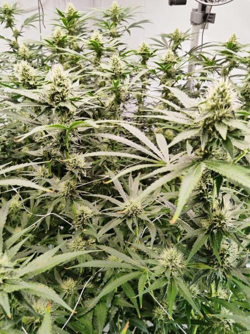 Candy Kush @ Nirvana Seeds. Week 12 - Flowering W4 D5
