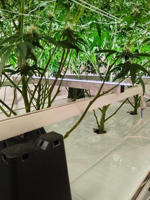 Candy Kush @ Nirvana Seeds. Week 12 - Flowering W4 D6
