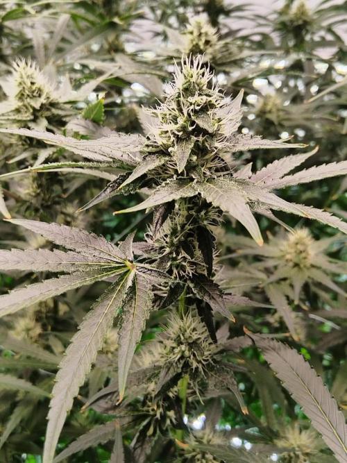 Candy Kush @ Nirvana Seeds. Week 12 - Flowering W4 D6
