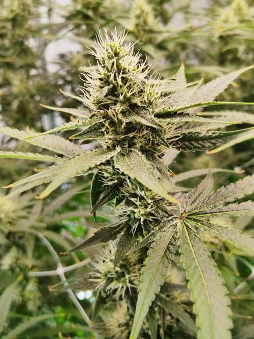 Candy Kush @ Nirvana Seeds. Week 12 - Flowering W4 D6
