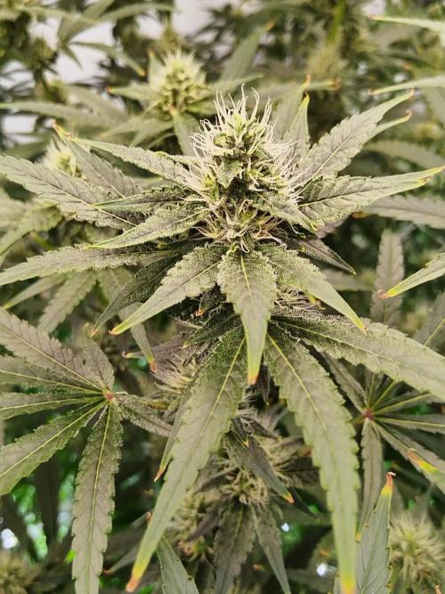 Candy Kush @ Nirvana Seeds. Week 12 - Flowering W4 D6
