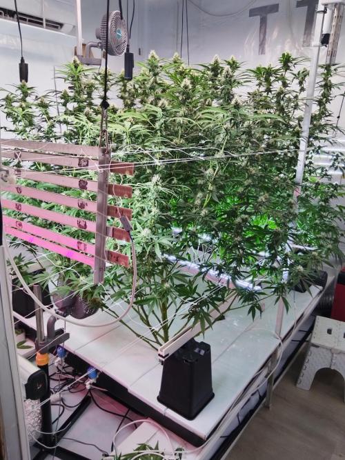 Candy Kush @ Nirvana Seeds. Week 12 - Flowering W4 D6
