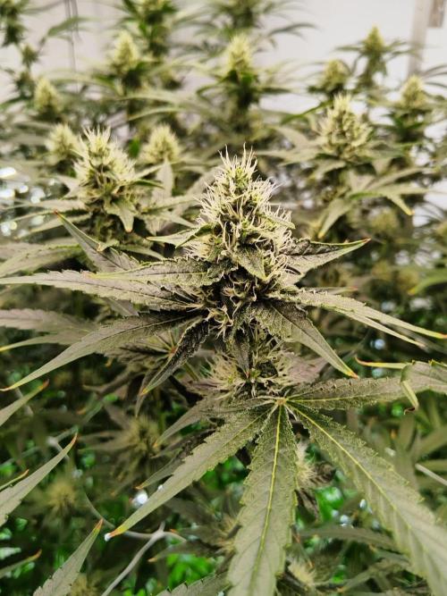 Candy Kush @ Nirvana Seeds. Week 12 - Flowering W4 D6
