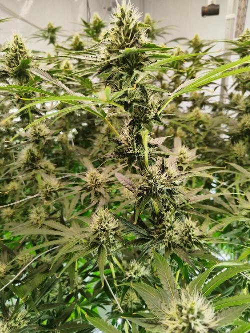 Candy Kush @ Nirvana Seeds. Week 12 - Flowering W4 D6
