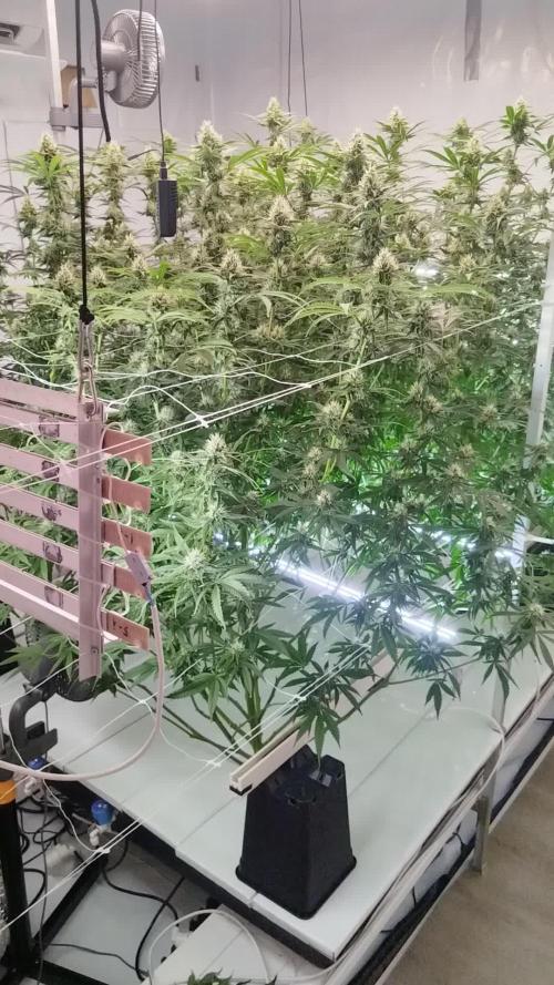 Candy Kush @ Nirvana Seeds