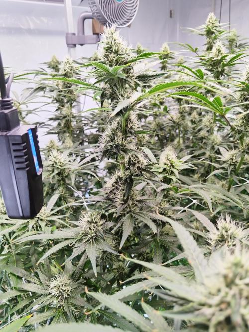 Candy Kush @ Nirvana Seeds. Week 13 - Flowering W5 D1
