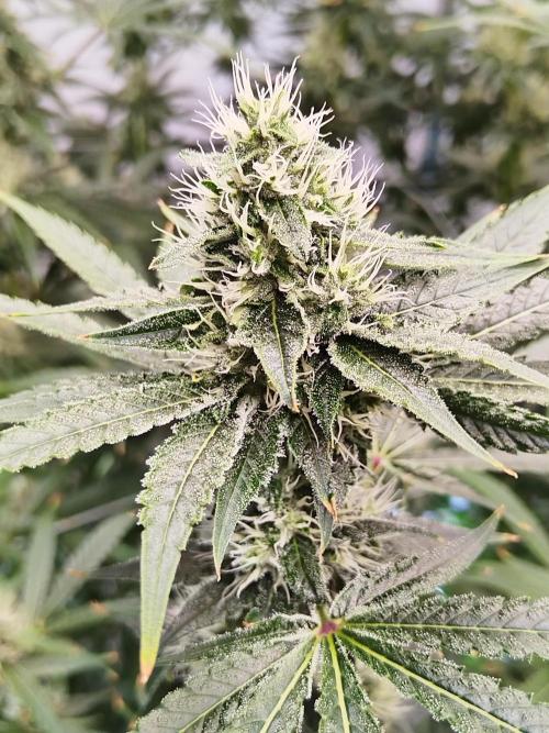 Candy Kush @ Nirvana Seeds. Week 13 - Flowering W5 D1
