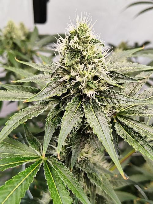 Candy Kush @ Nirvana Seeds. Week 13 - Flowering W5 D1
