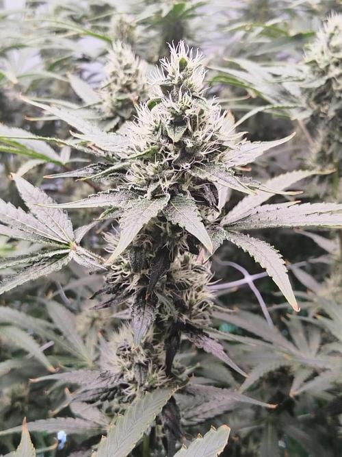 Candy Kush @ Nirvana Seeds. Week 13 - Flowering W5 D1
