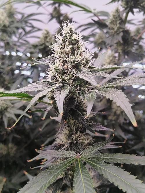 Candy Kush @ Nirvana Seeds. Week 13 - Flowering W5 D1
