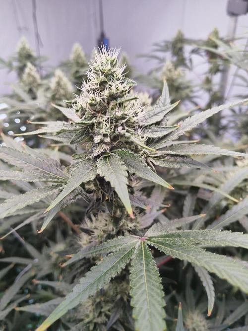 Candy Kush @ Nirvana Seeds. Week 13 - Flowering W5 D1
