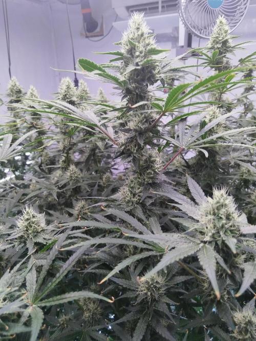 Candy Kush @ Nirvana Seeds. Week 13 - Flowering W5 D2
