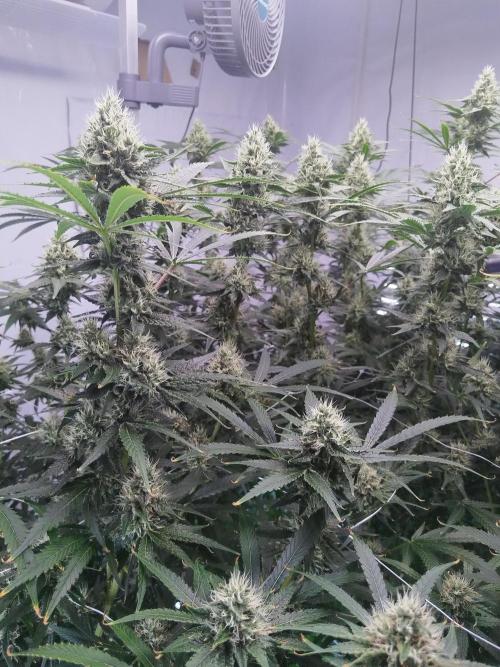 Candy Kush @ Nirvana Seeds. Week 13 - Flowering W5 D2
