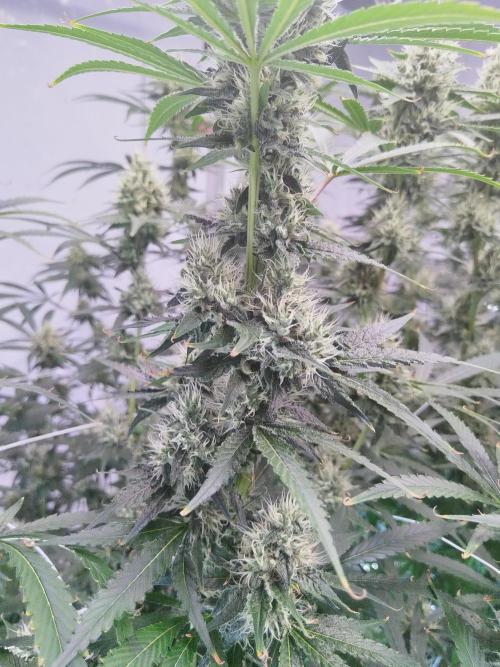 Candy Kush @ Nirvana Seeds. Week 13 - Flowering W5 D2
