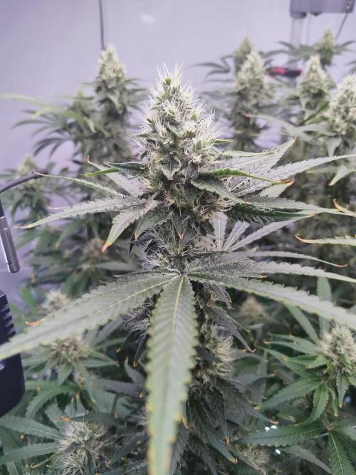 Candy Kush @ Nirvana Seeds. Week 13 - Flowering W5 D2
