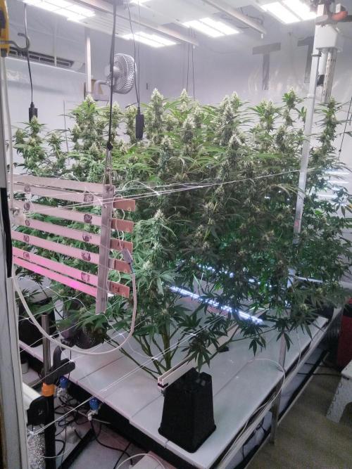 Candy Kush @ Nirvana Seeds. Week 13 - Flowering W5 D3
