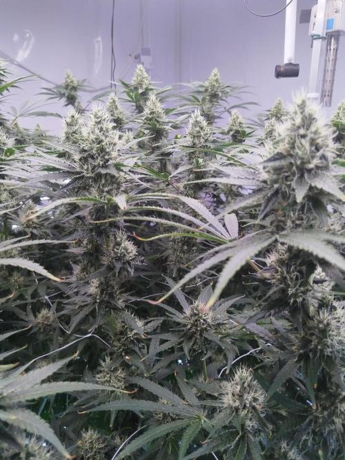 Candy Kush @ Nirvana Seeds. Week 13 - Flowering W5 D3
