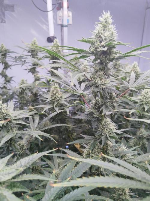 Candy Kush @ Nirvana Seeds. Week 13 - Flowering W5 D3
