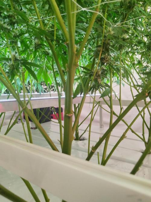 Candy Kush @ Nirvana Seeds. Week 13 - Flowering W5 D3
