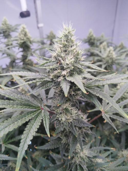 Candy Kush @ Nirvana Seeds. Week 14 - Flowering W6 D1