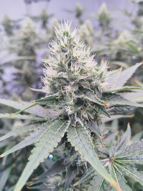 Candy Kush @ Nirvana Seeds. Week 14 - Flowering W6 D1