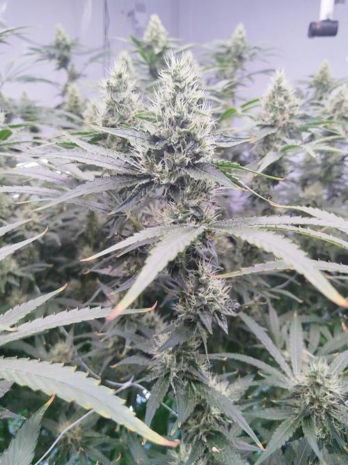 Candy Kush @ Nirvana Seeds. Week 14 - Flowering W6 D1