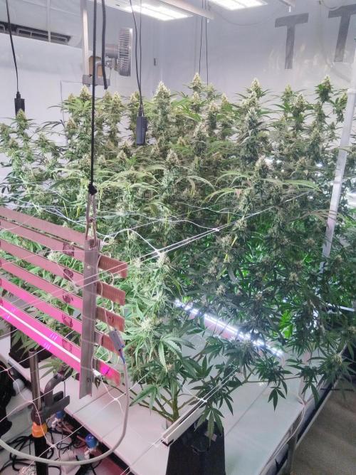 Candy Kush @ Nirvana Seeds. Week 14 - Flowering W6 D3