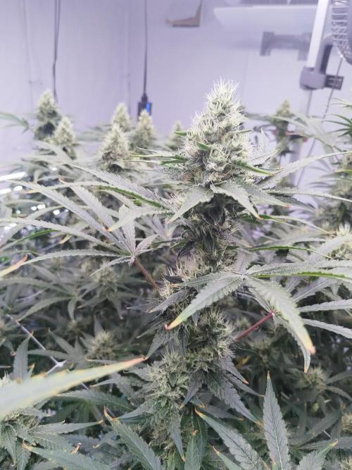 Candy Kush @ Nirvana Seeds. Week 14 - Flowering W6 D3