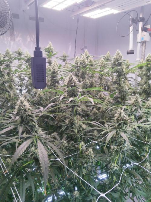 Candy Kush @ Nirvana Seeds. Week 14 - Flowering W6 D3