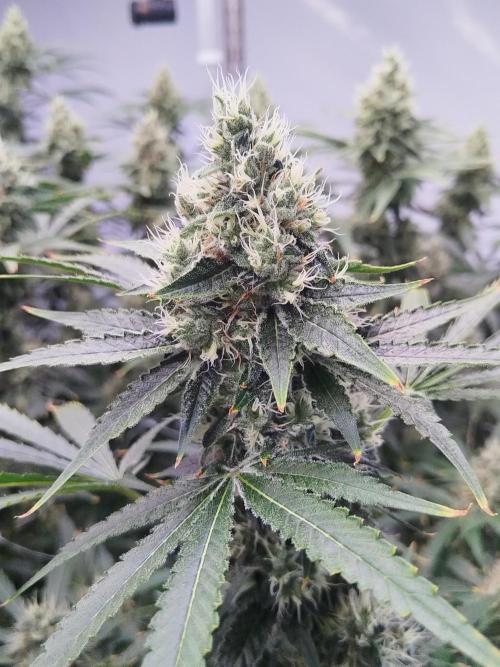 Candy Kush @ Nirvana Seeds. Week 14 - Flowering W6 D3