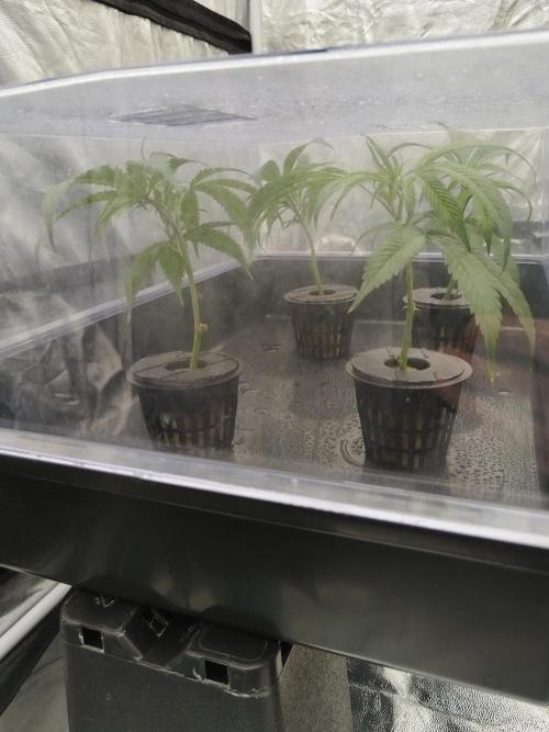 Candy Kush FEM - Nirvana Seeds. Week 0 - Cuts Day 1