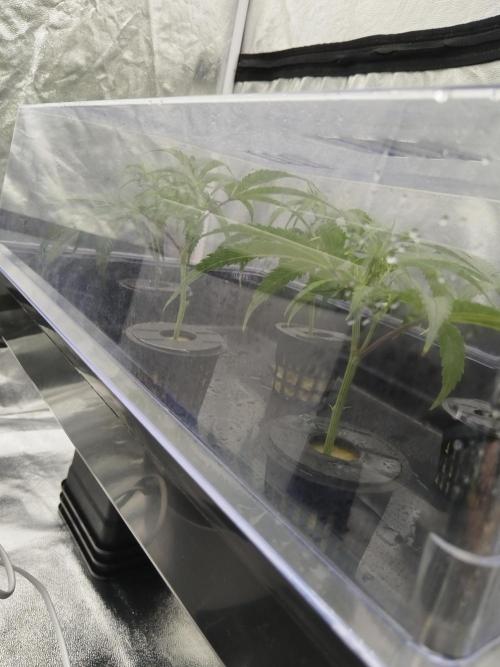 Candy Kush FEM - Nirvana Seeds. Week 0 - Cuts Day 1