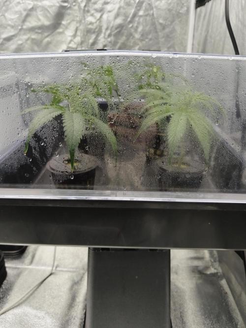 Candy Kush FEM - Nirvana Seeds. Week 0 - Cuts Day 3