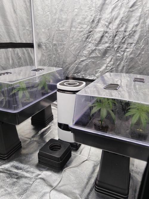 Candy Kush FEM - Nirvana Seeds. Week 0 - Cuts Day 3