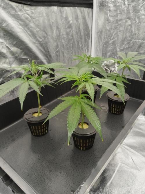 Candy Kush FEM - Nirvana Seeds. Week 0 - Cuts Day 5