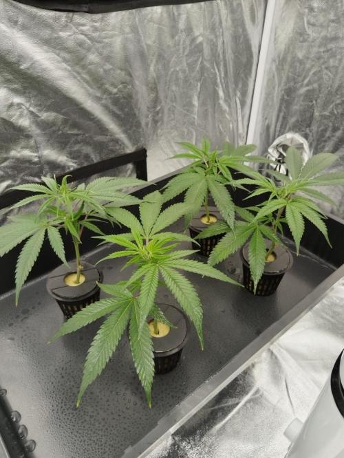 Candy Kush FEM - Nirvana Seeds. Week 0 - Cuts Day 5