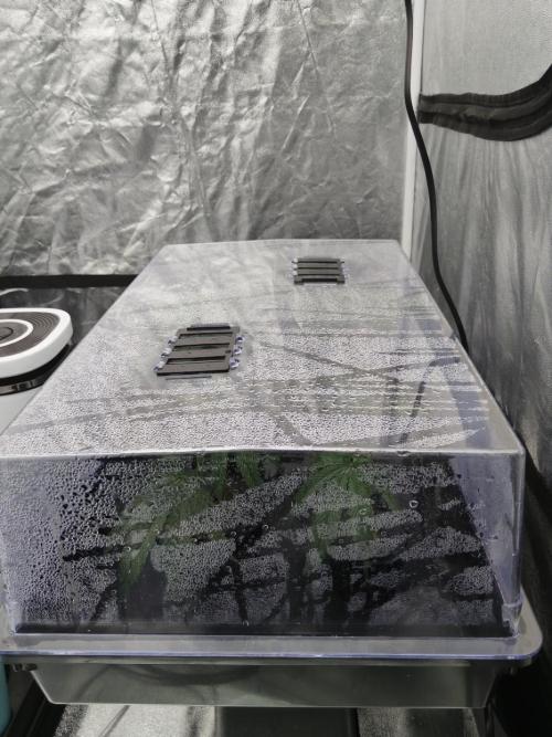 Candy Kush FEM - Nirvana Seeds. Week 0 - Cuts Day 7