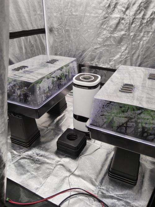 Candy Kush FEM - Nirvana Seeds. Week 0 - Cuts Day 7