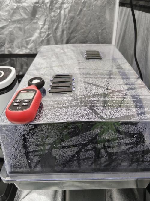 Candy Kush FEM - Nirvana Seeds. Week 0 - Cuts Day 7