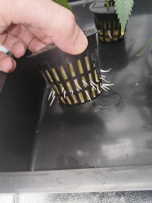 Candy Kush FEM - Nirvana Seeds. Week 0 - Cuts Day 8