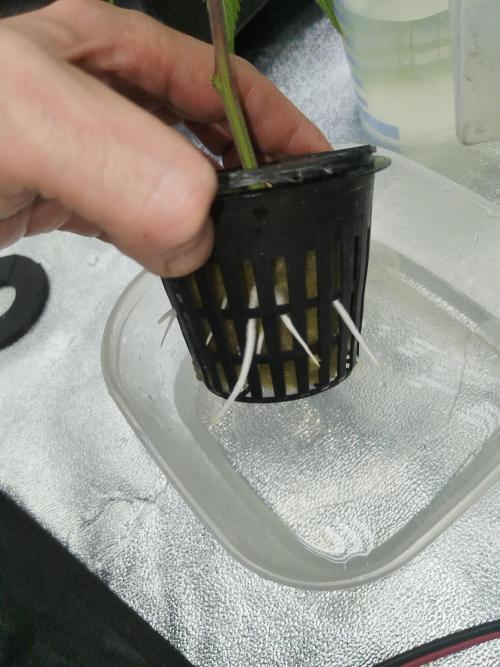 Candy Kush FEM - Nirvana Seeds. Week 0 - Cuts Day 8