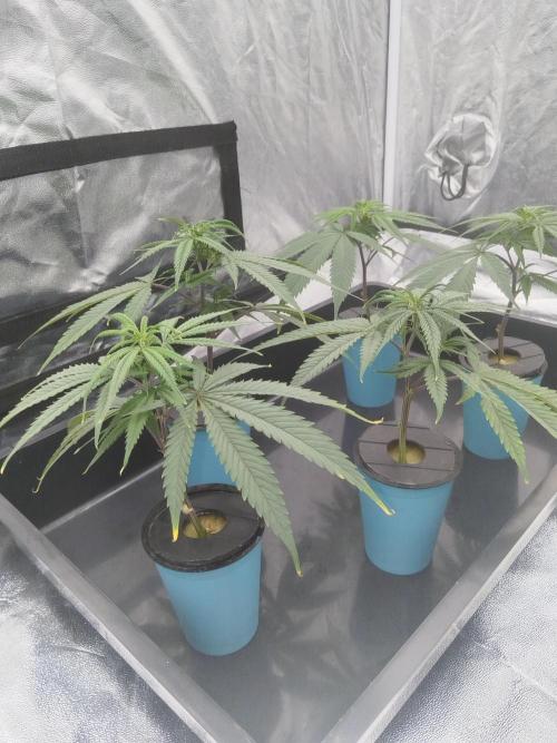Candy Kush FEM - Nirvana Seeds. Week 0 - Cuts Day 9