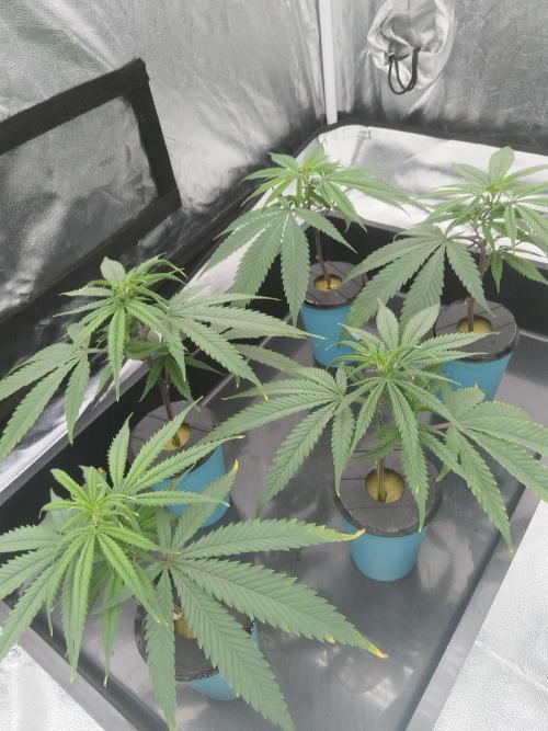 Candy Kush FEM - Nirvana Seeds. Week 0 - Cuts Day 9