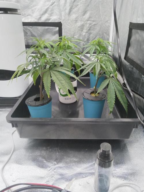 Candy Kush FEM - Nirvana Seeds. Week 0 - Cuts Day 9